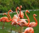 Фламинго в воде, большой водных птиц с розовыми оперение
